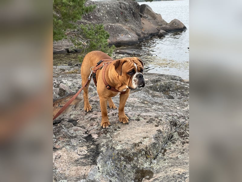  Continental Bulldog Rüde „Floki“ sucht neues liebevolles Zuhause 