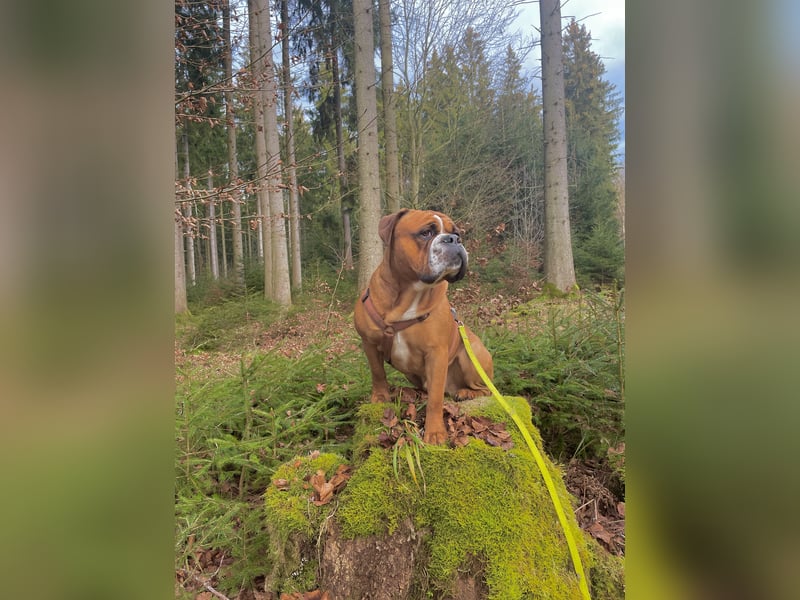  Continental Bulldog Rüde „Floki“ sucht neues liebevolles Zuhause 