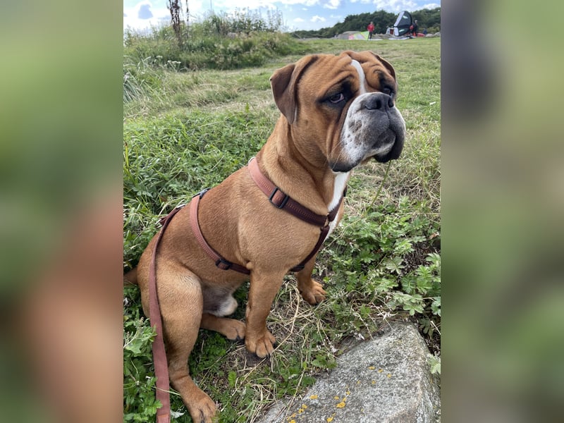  Continental Bulldog Rüde „Floki“ sucht neues liebevolles Zuhause 