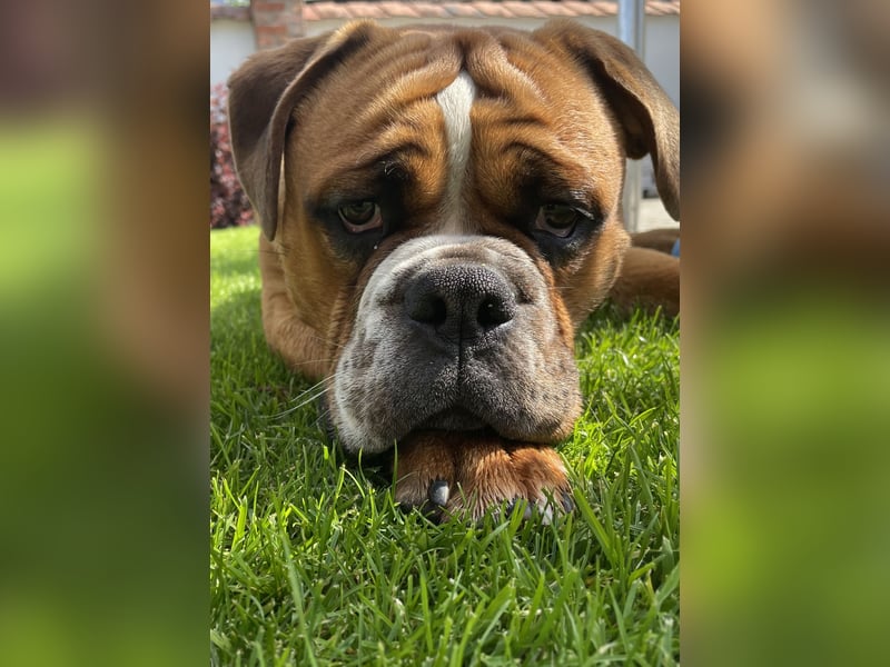  Continental Bulldog Rüde „Floki“ sucht neues liebevolles Zuhause 