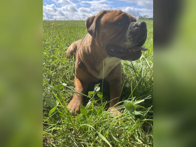  Continental Bulldog Rüde „Floki“ sucht neues liebevolles Zuhause 
