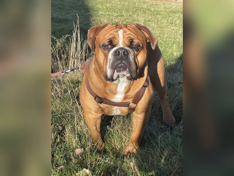  Continental Bulldog Rüde „Floki“ sucht neues liebevolles Zuhause 