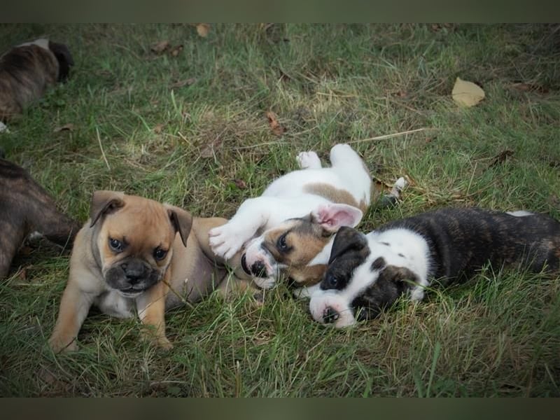 Wurfankündigung Continental Bulldogs vom Zwieseltal