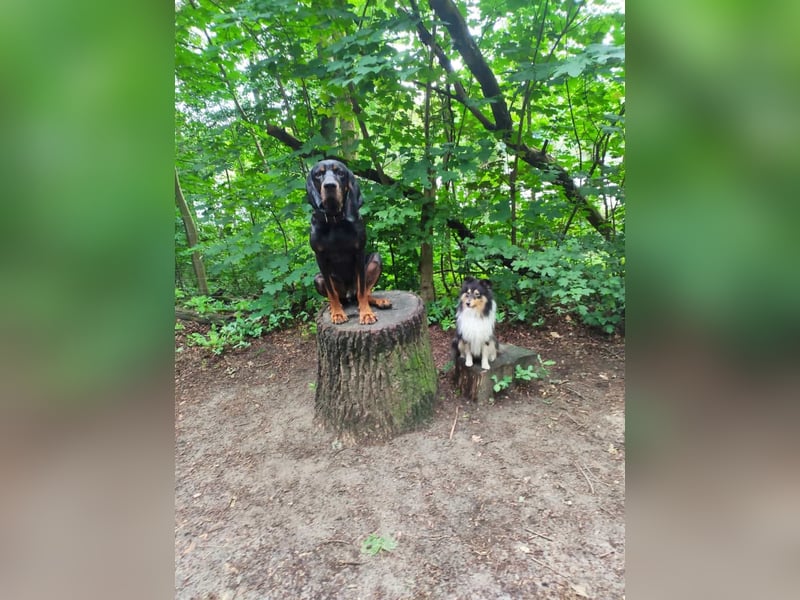 Black & Tan Coonhound Rüde