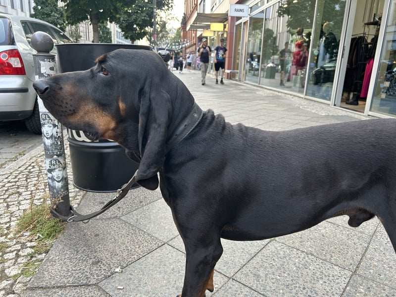 Black & Tan Coonhound Rüde