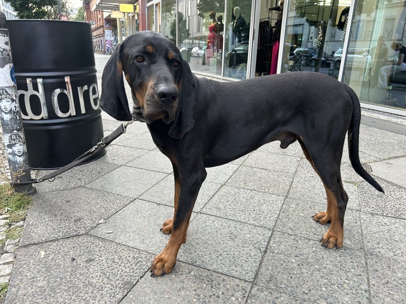 Black & Tan Coonhound Rüde
