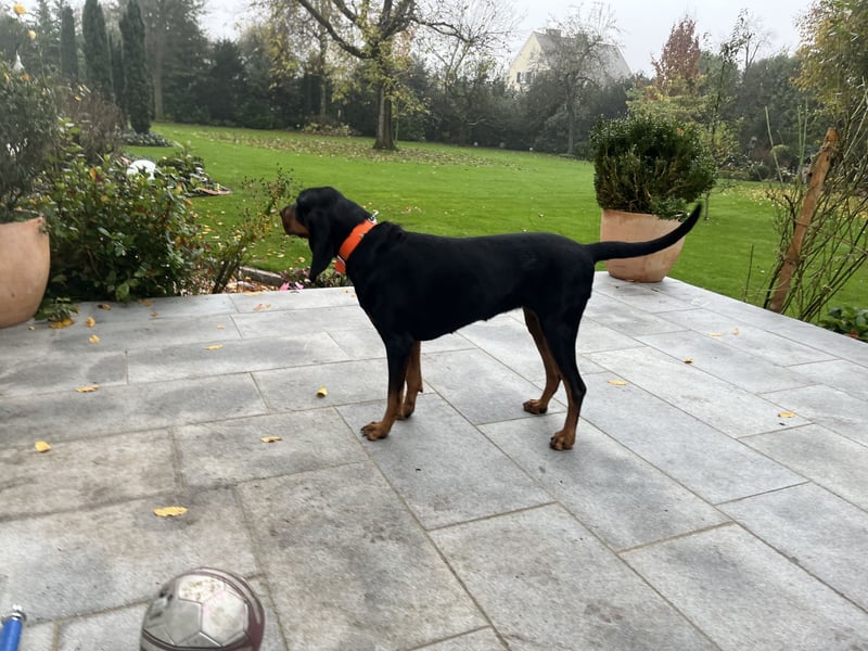 Black & Tan Coonhound, Hündin