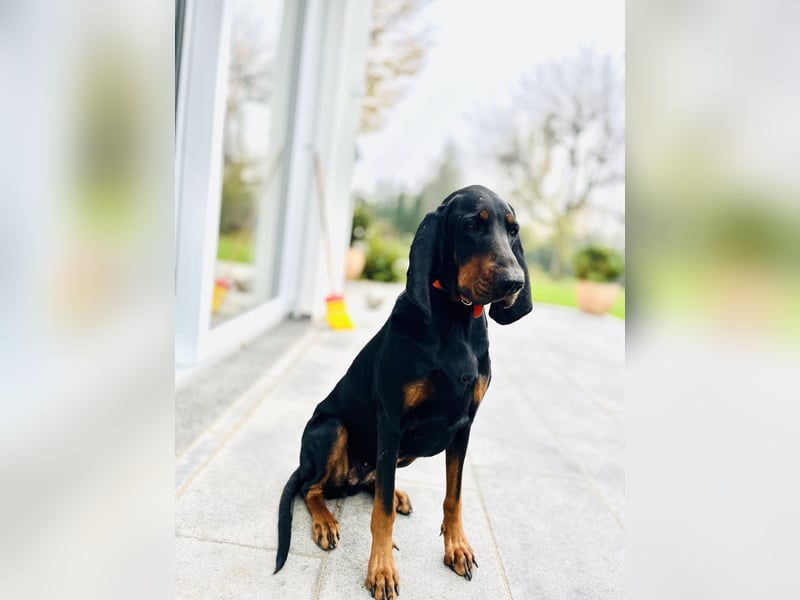 Black & Tan Coonhound, Hündin