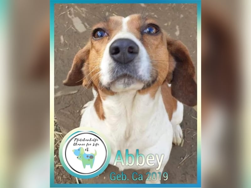 Abbey die pure Lebensfreude