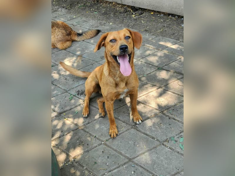 SHARAI ♥ - Gerettet von der Straße nahe Slatina