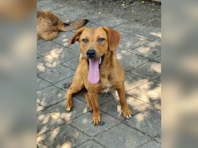 SHARAI ♥ - Gerettet von der Straße nahe Slatina