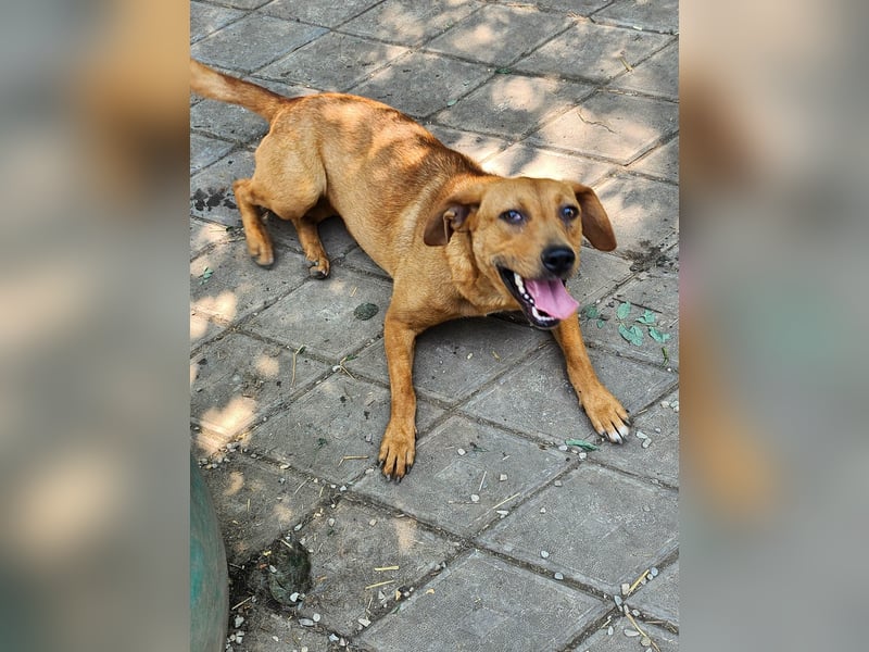 SHARAI ♥ - Gerettet von der Straße nahe Slatina