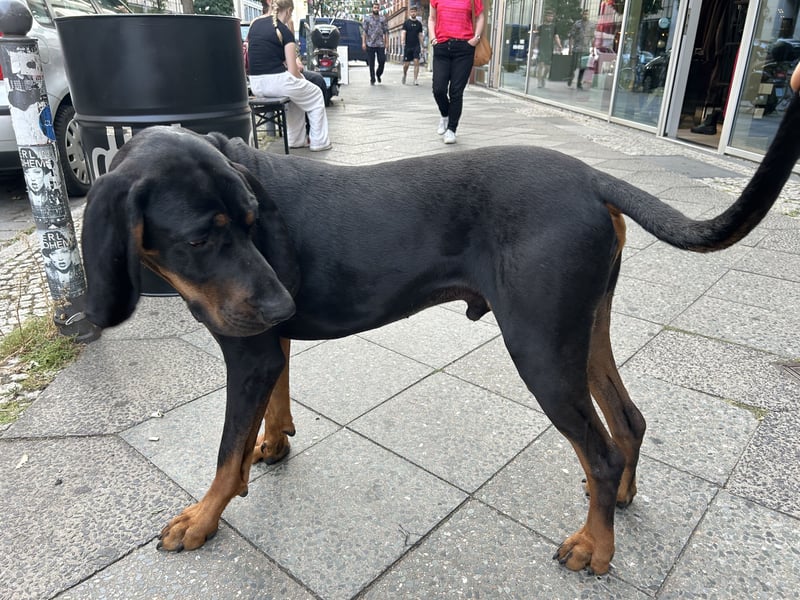 Black & Tan Coonhound Rüde