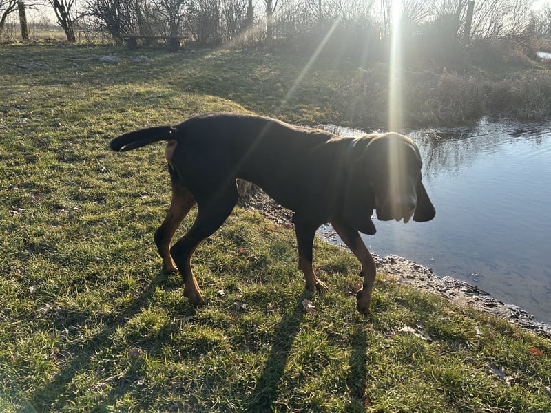Black & Tan Coonhound Rüde
