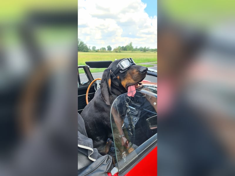 Black & Tan Coonhound Rüde