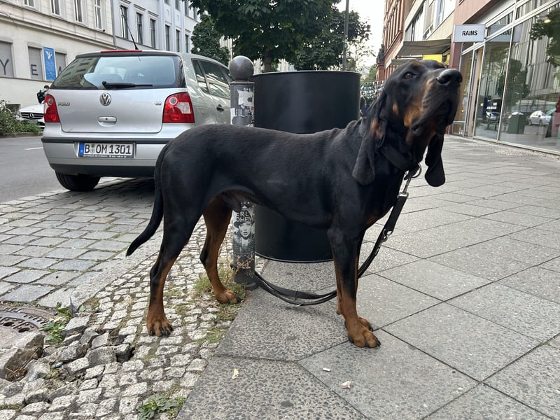 Black & Tan Coonhound Rüde