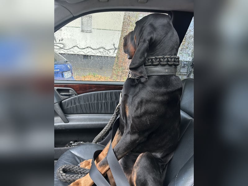 Black & Tan Coonhound Rüde