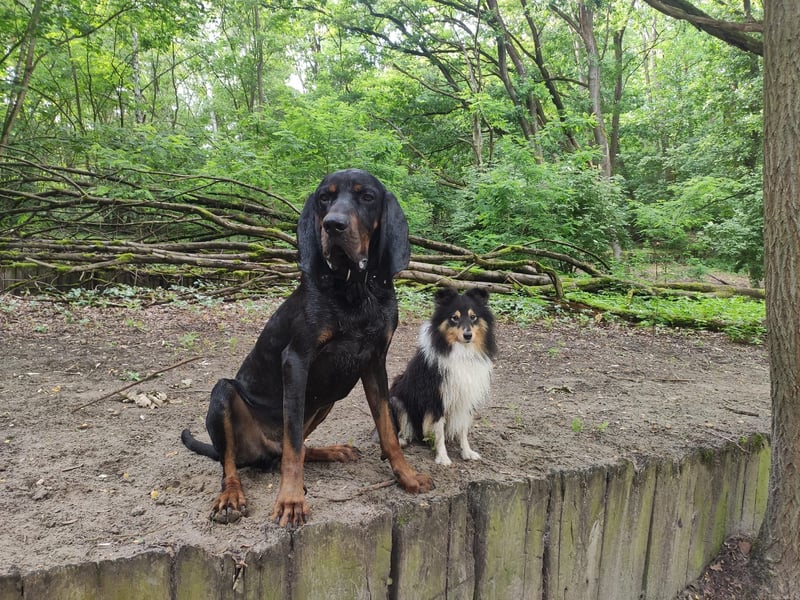 Black & Tan Coonhound Rüde