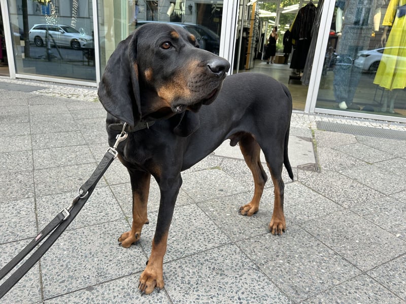 Black & Tan Coonhound Rüde