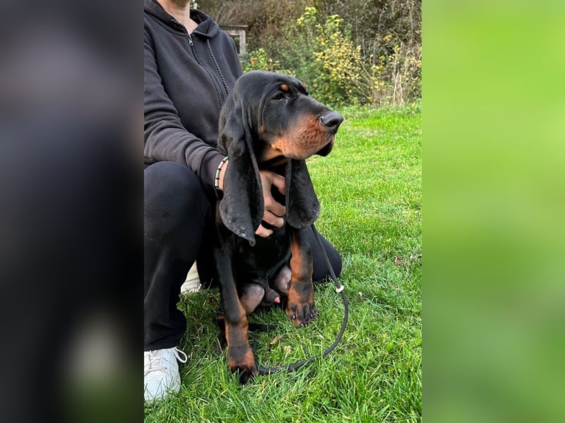 Coonhound Black and Tan