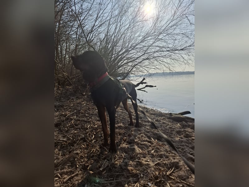 Coonhound Black and Tan zuverkaufen