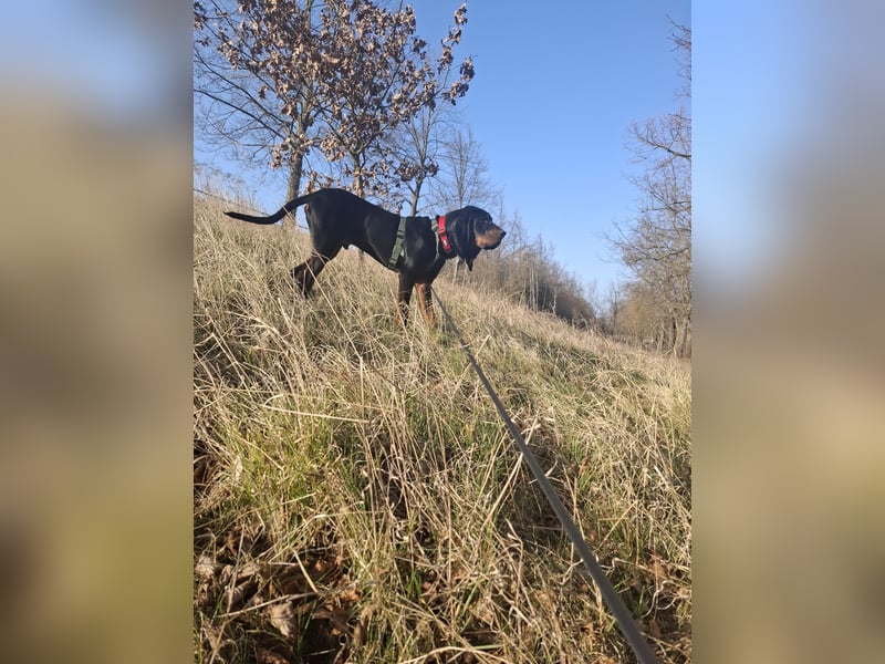Coonhound Black and Tan zuverkaufen
