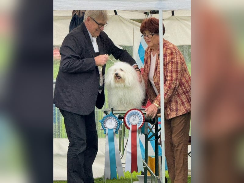 Coton de Tulear Welpen