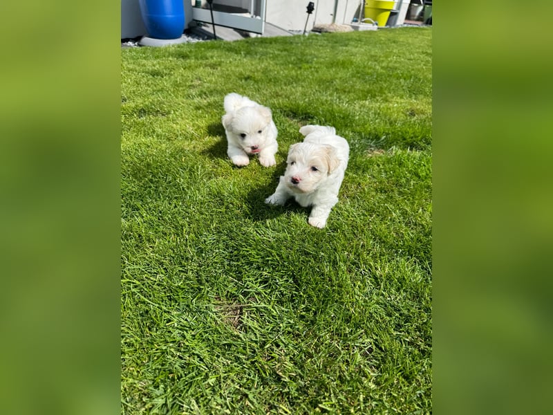 Coton de Tulear Welpen