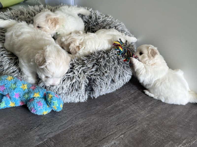 Coton de Tulear Welpen