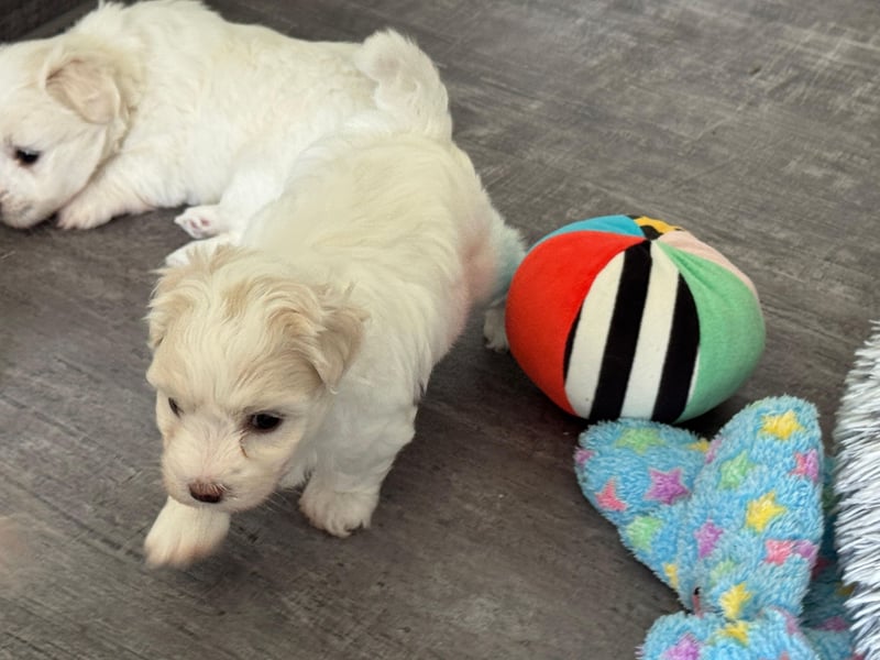 Coton de Tulear Welpen