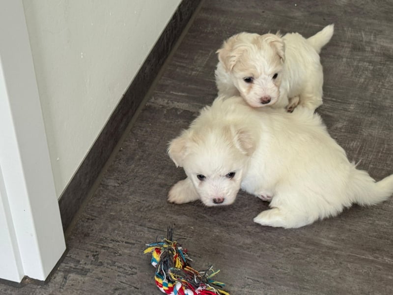 Coton de Tulear Welpen