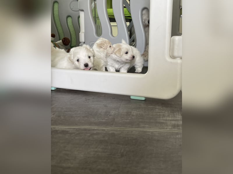 Coton de Tulear Welpen