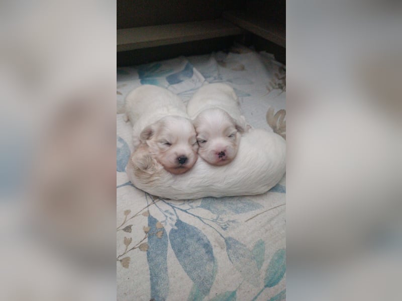 3 weiße Coton de Tuléar Fellbälle suchen bald ein neues Zuhause