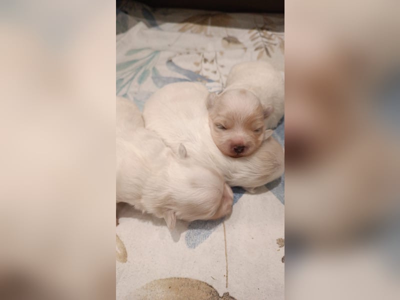 3 weiße Coton de Tuléar Fellbälle suchen bald ein neues Zuhause