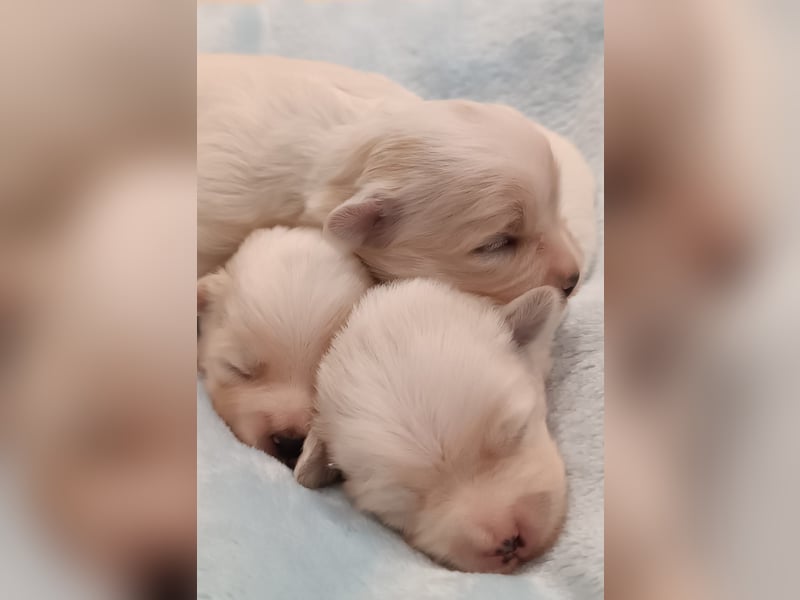 3 weiße Coton de Tuléar Fellbälle suchen bald ein neues Zuhause