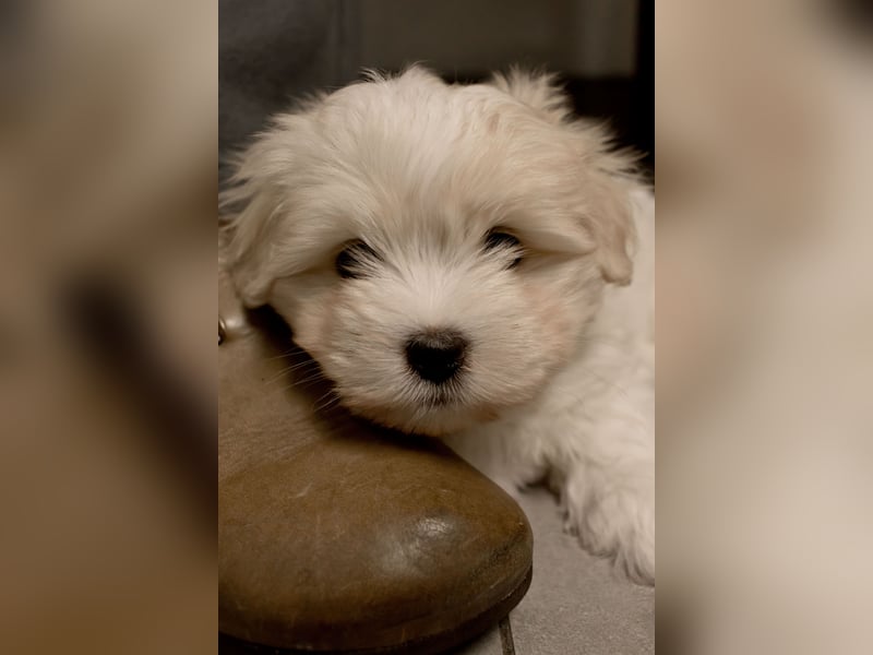 1 Welpe (Rüde) sucht nach einer liebevolle Familie