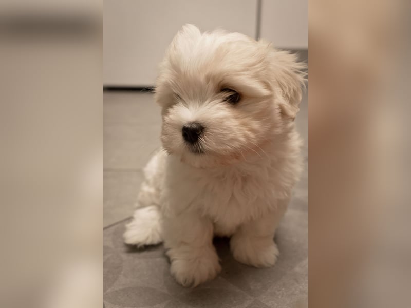 1 Welpe (Rüde) sucht nach einer liebevolle Familie