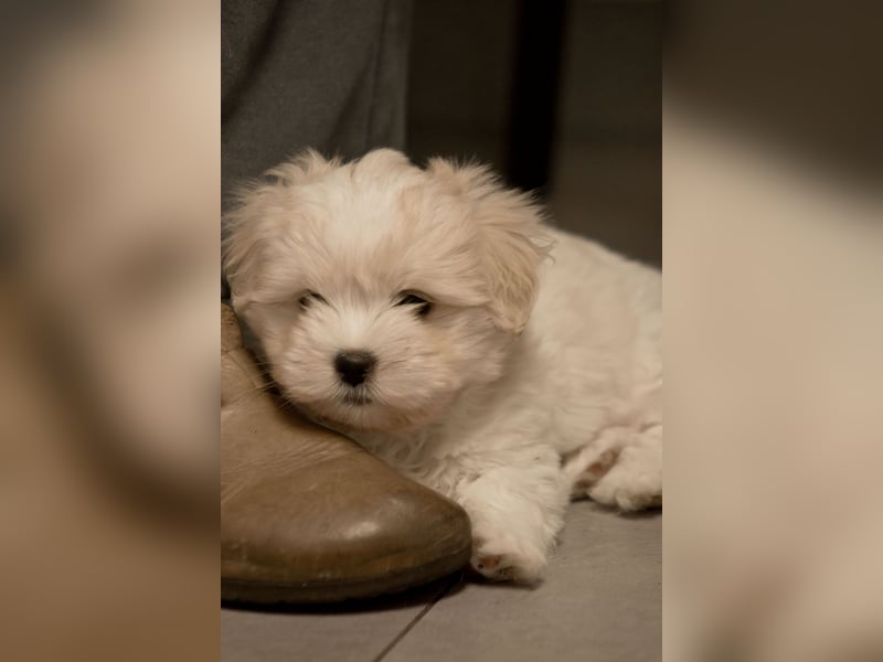 1 Welpe (Rüde) sucht nach einer liebevolle Familie