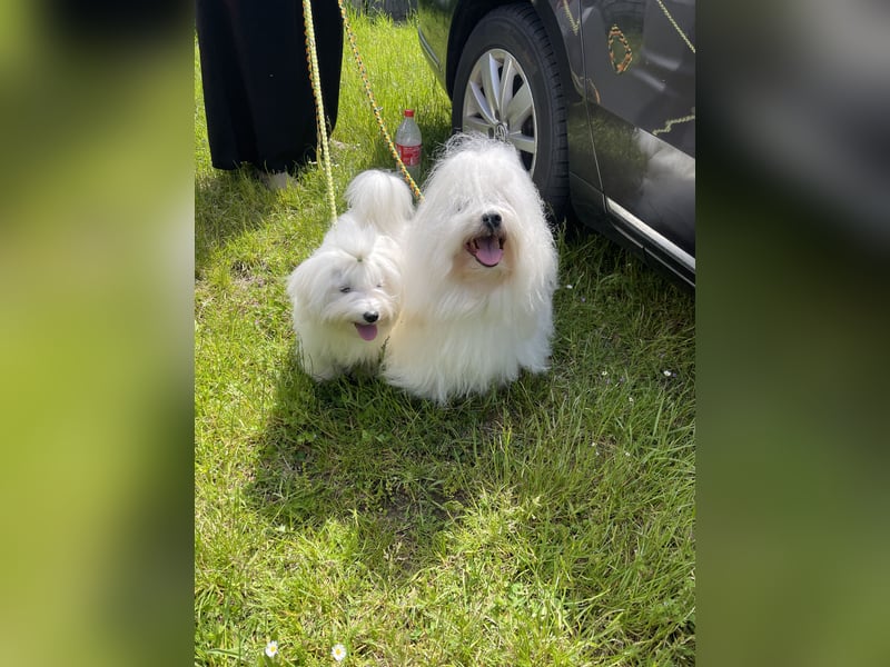 Coton de Tulear Welpen