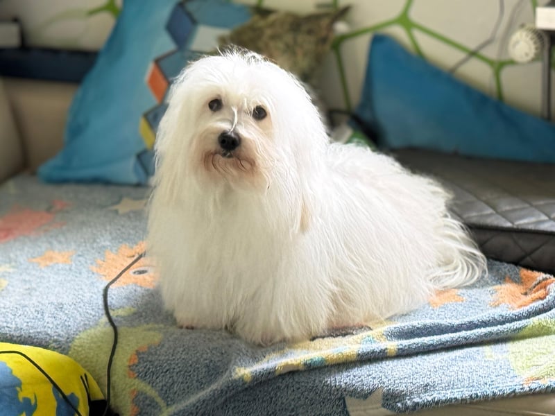 Coton de Tulear Welpen