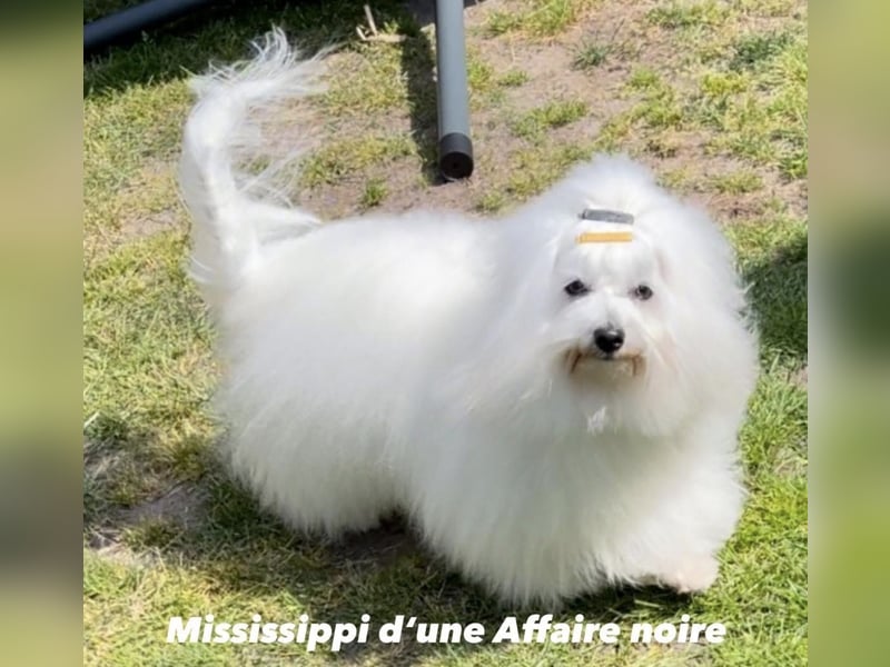 Coton de Tulear Welpen