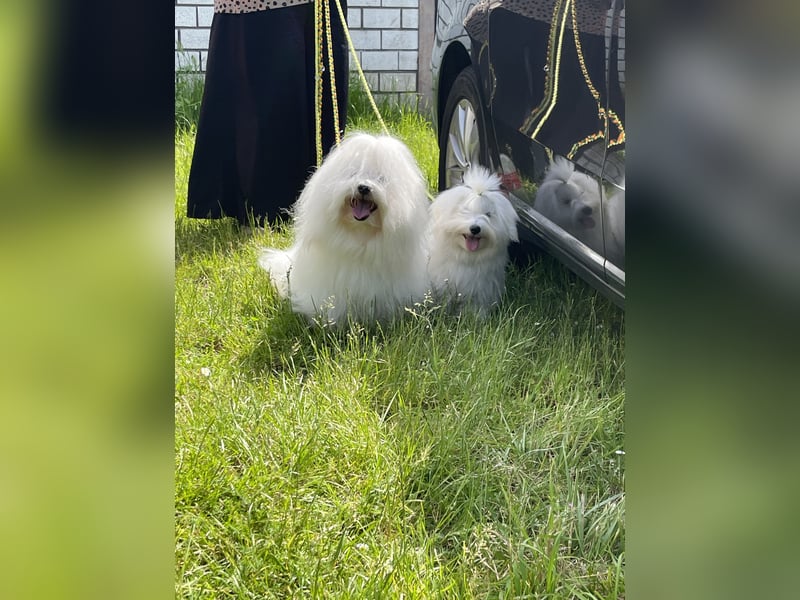 Coton de Tulear Welpen