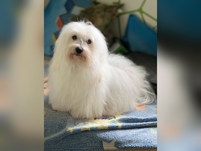 Coton de Tulear Welpen