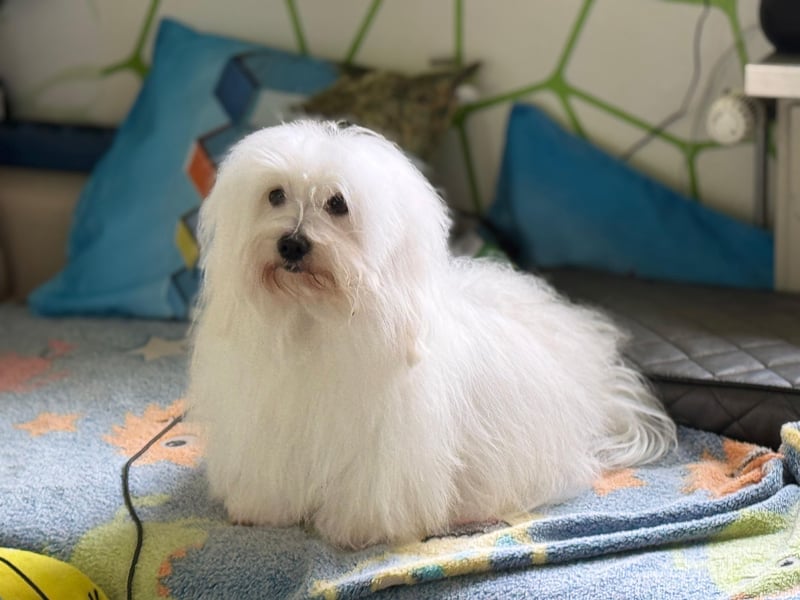 Coton de Tulear Welpen