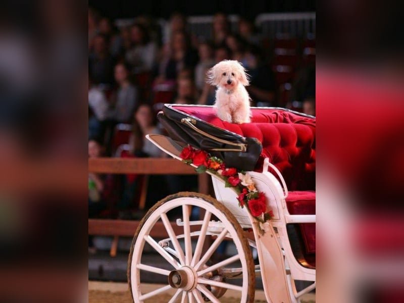 Coton de Tulear Welpen