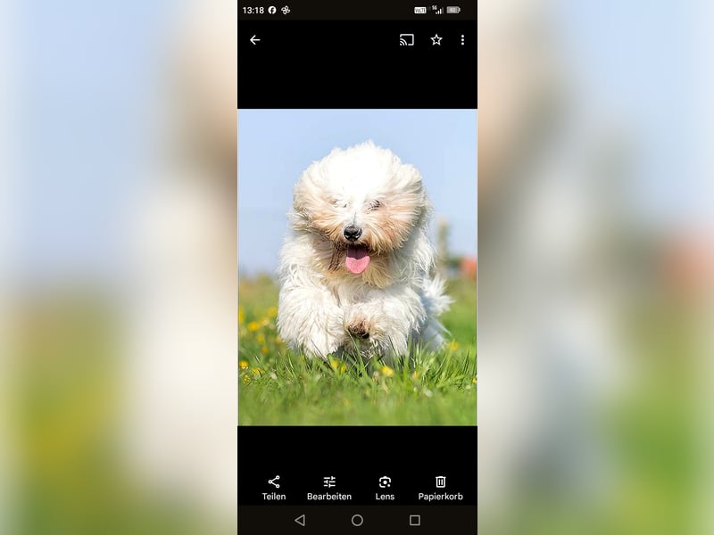 Coton de Tulear Welpen
