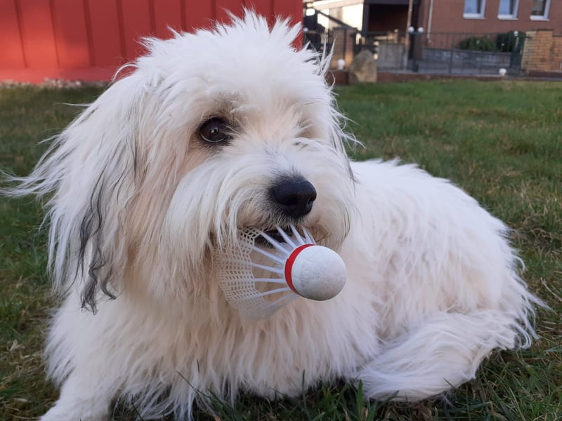 Coton de Tulear Welpen