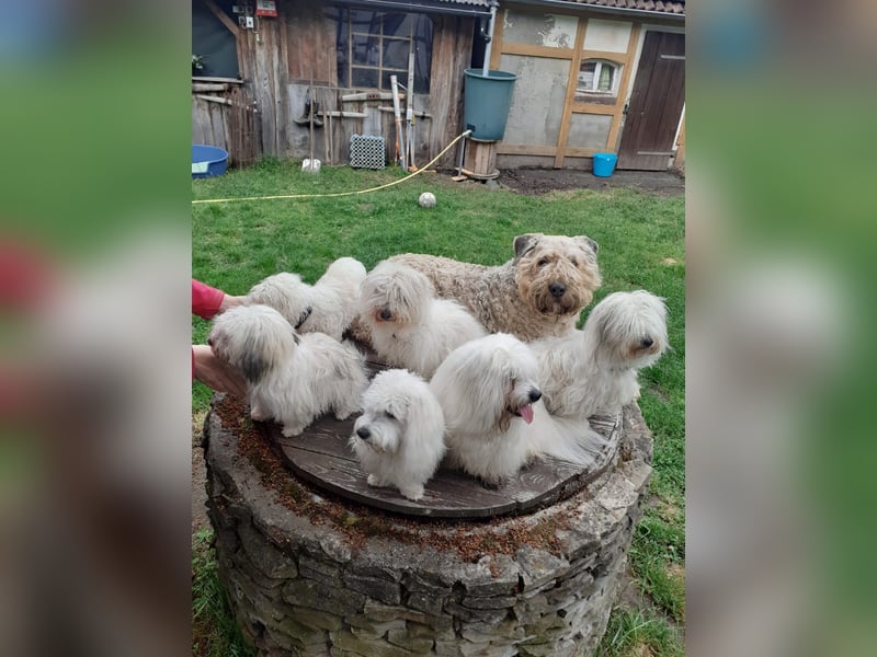 Coton de Tulear Welpen