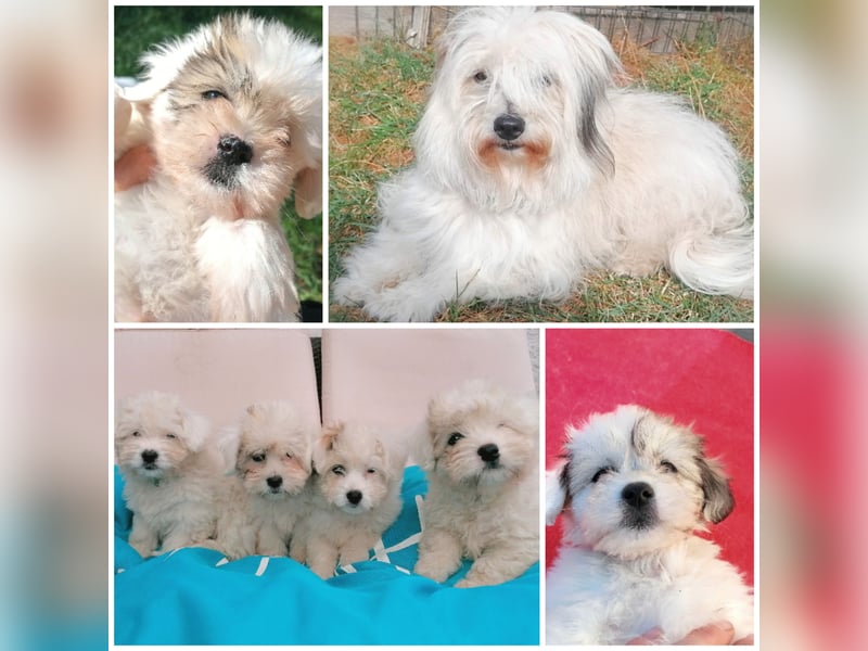 Coton de Tulear Welpen