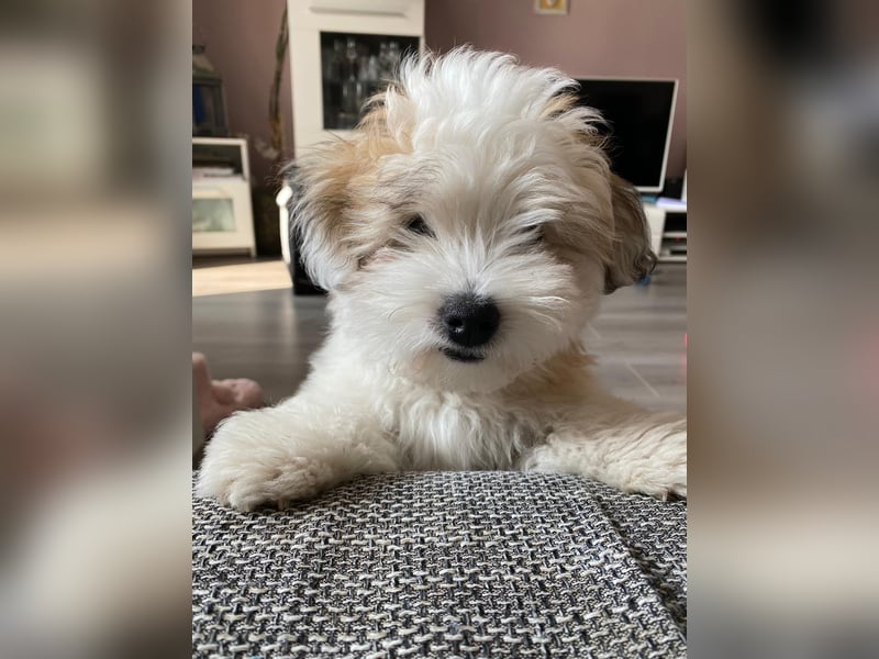 Coton de Tulear Welpen